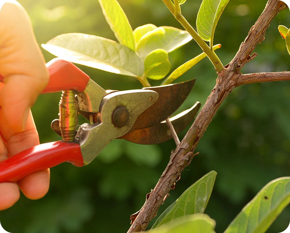 Andre's Tree Service