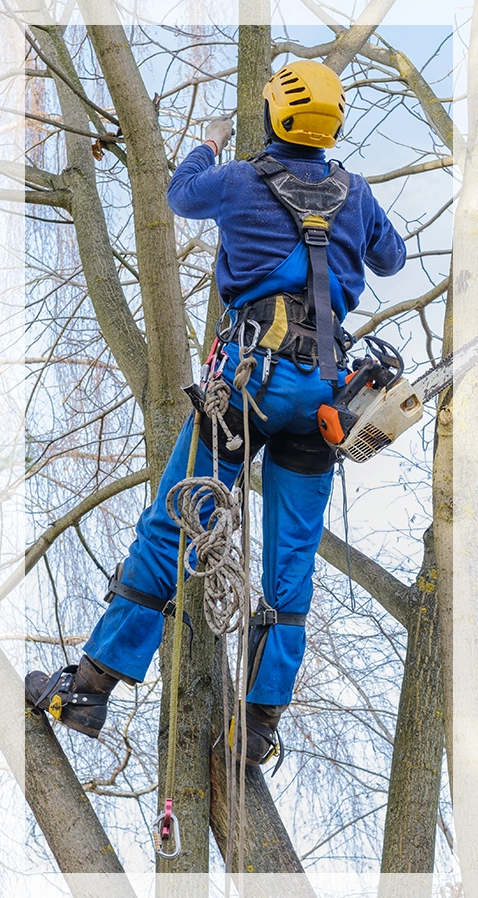 Andre's Tree Service