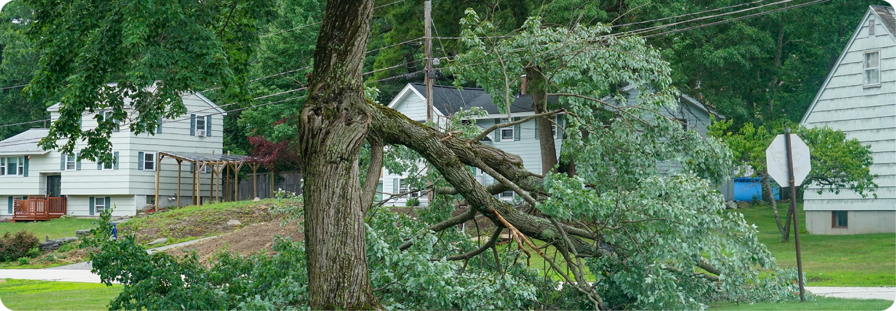 Andre's Tree Service