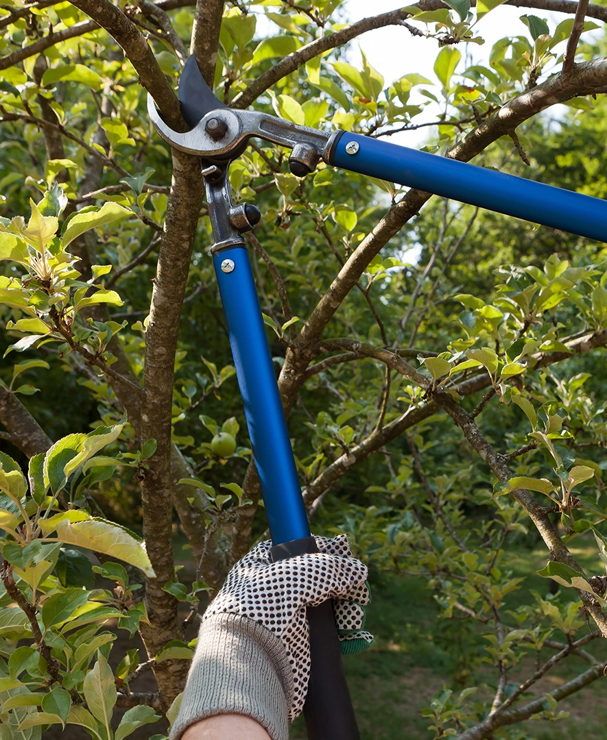 Andre's Tree Service