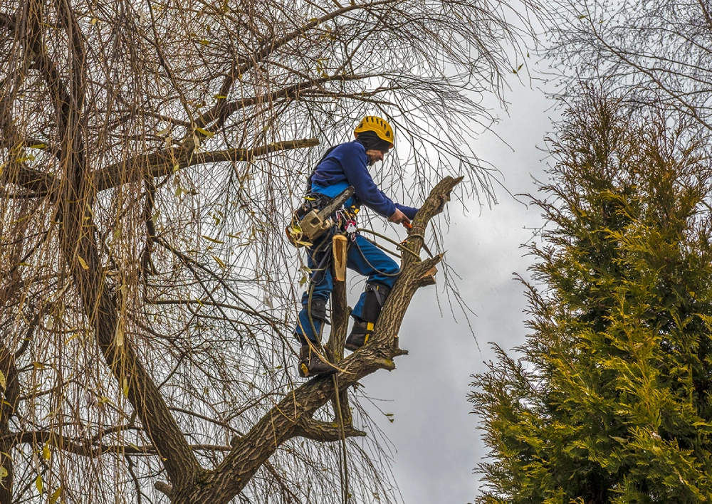 Andre's Tree Service
